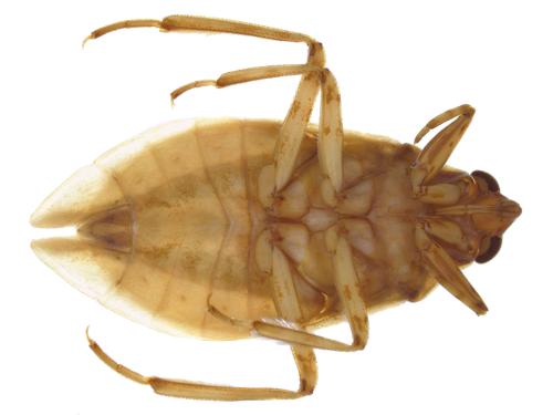 Giant Water Bug